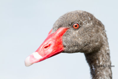 ducks_geese_and_swans