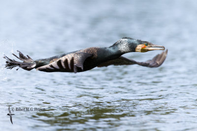 Great Cormorant