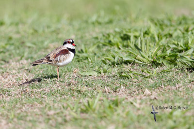 Black-fronted Dotterel