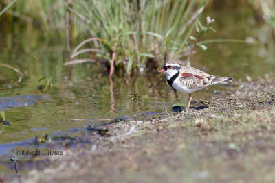 Black-fronted Dotterel