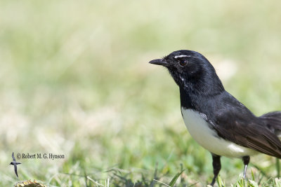 Willie Wagtail