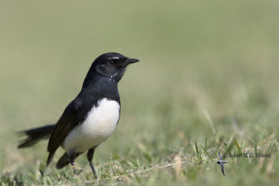 Willie Wagtail