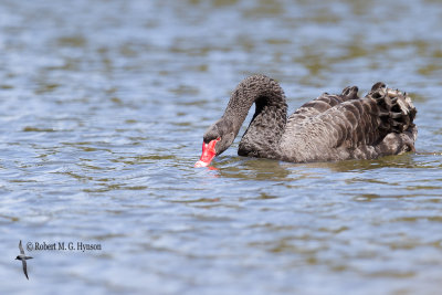 Black Swan