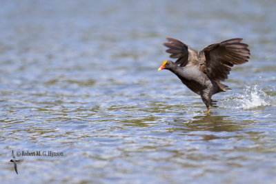 Dusky Moorhen