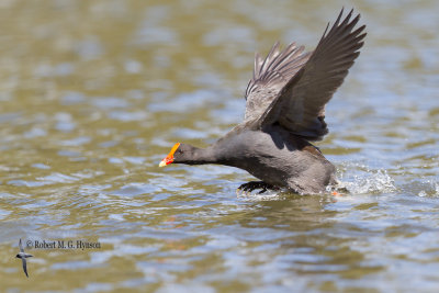 Dusky Moorhen