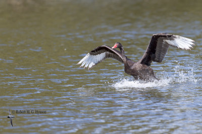 Black Swan
