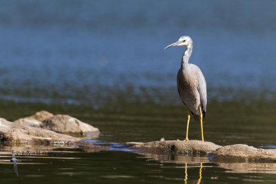 White-faced Heron