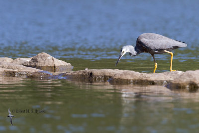 White-faced Heron