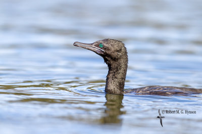 Little Black Cormorant