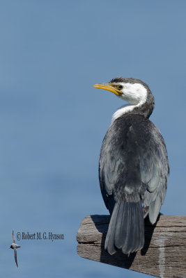 Little-pied Cormorant