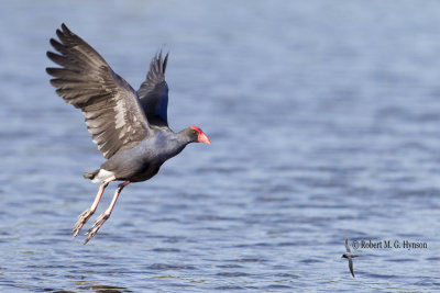 Purple Swamphen