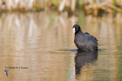 Eurasian Coot