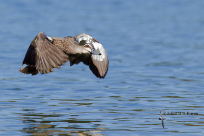 Pacific Black Duck