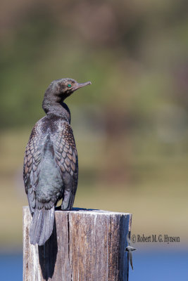 Little Black Cormorant