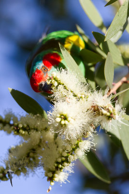 Musk Lorikeet