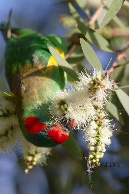 Musk Lorikeet