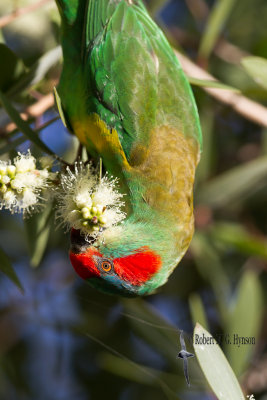 Musk Lorikeet