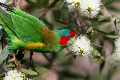 Musk Lorikeet