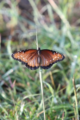 IMG_0015.jpg