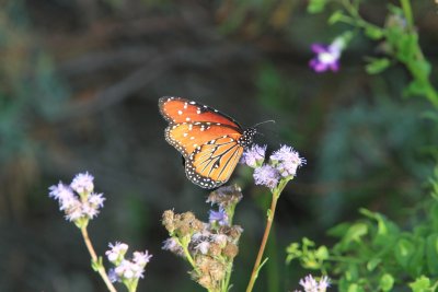 IMG_0039.jpg