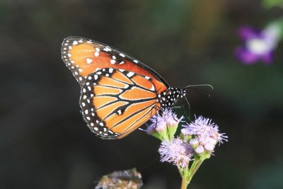 IMG_0048.jpg