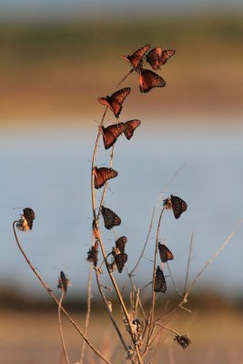IMG_9744.jpg