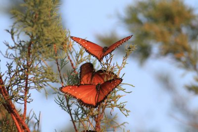 IMG_9746.jpg