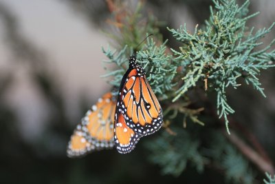 IMG_9801.jpg