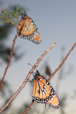 IMG_9803.jpg
