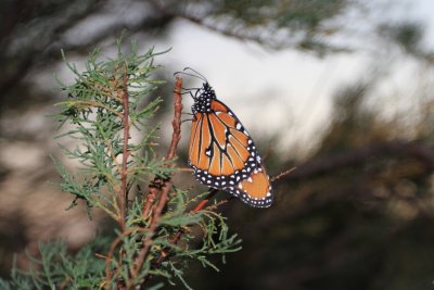 IMG_9804.jpg
