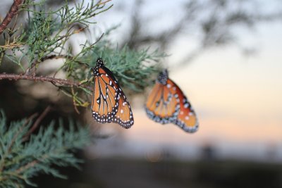 IMG_9805.jpg