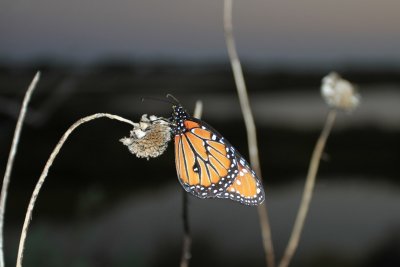 IMG_9818.jpg