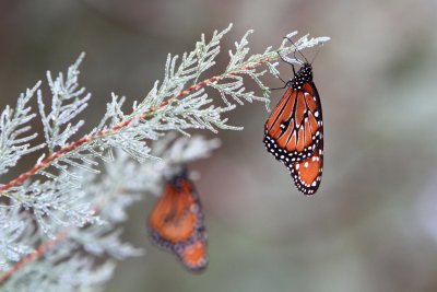 IMG_9883.jpg