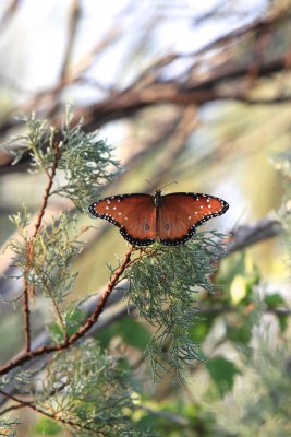 IMG_9912.jpg
