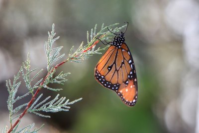 IMG_9936.jpg