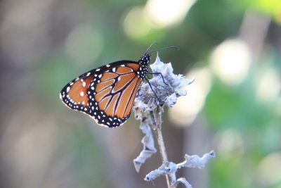 IMG_9947.jpg