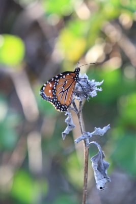 IMG_9950.jpg