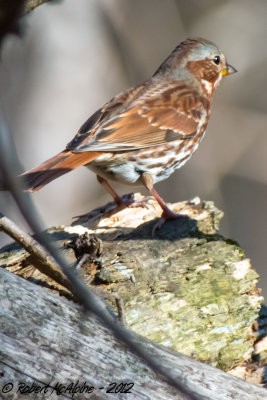 Fox Sparrow  -  (Passerella iliaca)  -  Bruant fauve