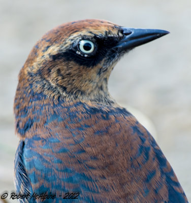 Rusty Blackbird  -  (Euphagus carolinus)  - Quiscale rouilleux 