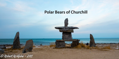Polar Bears of Churchill
