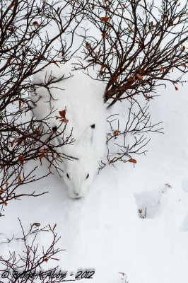 Arctic Hare   -  (Lepus arcticus)