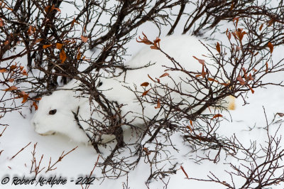 Arctic Hare   -  (Lepus arcticus)