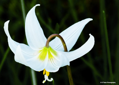 Fawn Lily 