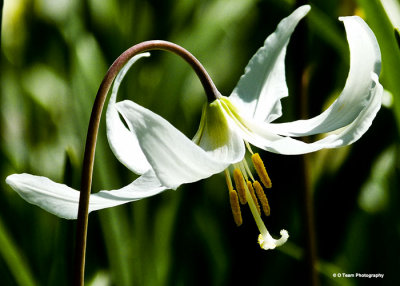 Fawn Lily  2