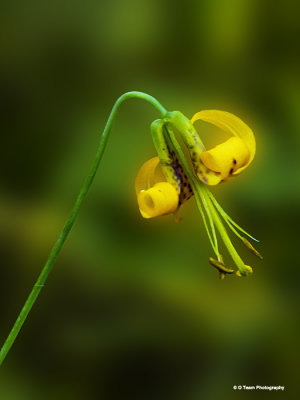 Tiger Lily