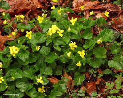 Yellow Woods Violet 