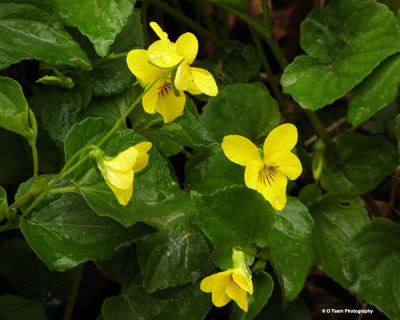 Yellow Woods Violet 2