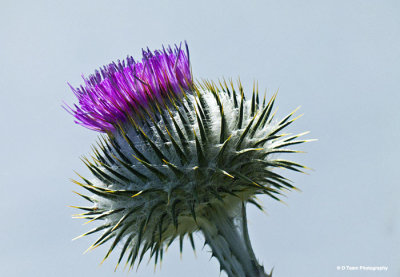 Thistle 3