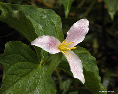 Trillium 2 