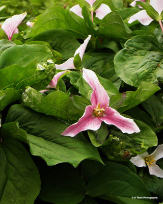 Trillium 3